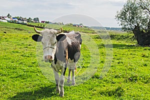 Cow in the village on green meadow background