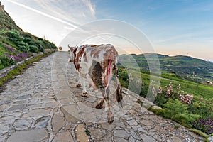 Cow with visible umbilical cord