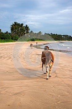 Una vaca caminando bano de sol sobre el el mar Playa 