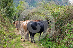 A cow is walking along a mountain path.