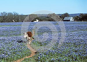 Cow walking in Blue Bonnets