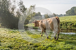 Cow walking in dewy grass