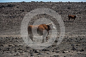 Cow walking on empty arid desert starving without food and water