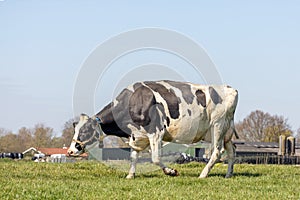 Cow walking in a field under a blue sky