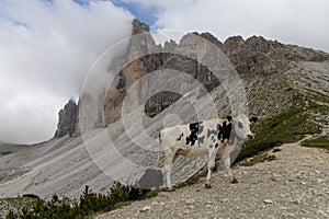 Cow walking in front of Tre Cime di Lavaredo, the Dolomites, Italy