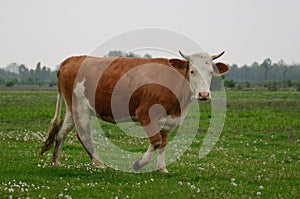 Cow walking on the meadow