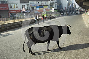 Cow walking on the street and Indian peoplewalking on the main road with traffic jam in morning time at New Delhi, India