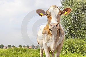 cow walking towards, looking in front view, flies on the nose, red and white stock, happy and cute a blue sky