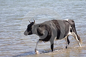 Cow walking on the water in the lake