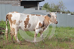 The cow walks alone in the village