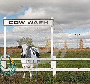 Cow Wash