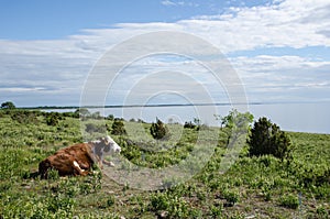 Cow watching the view at a calm coastal pastureland