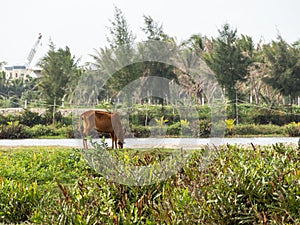 Cow, Water buffalo and a farmer at a rice field in Vietnam