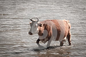 Cow in the water on the lake