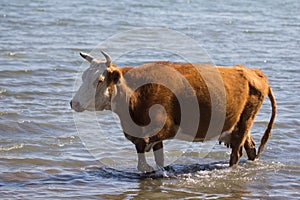 Cow in the water on the lake
