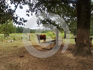 Cow at water trough in pasture