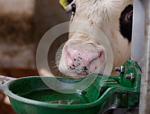 Cow with watering bowl