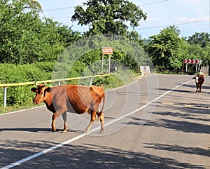 A Cow On The Way