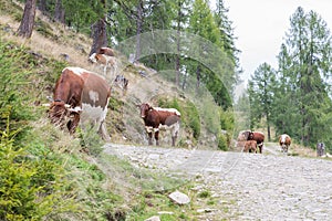 Cow on the way to a meadow, austria