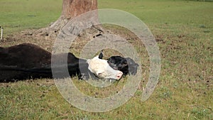Cow weakened after giving birth lies with a newborn calf on the grass