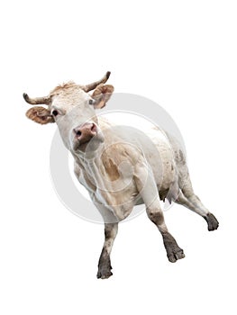 Cow on white