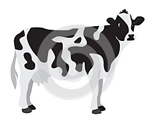 Cow photo