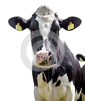 Cow on a white background