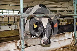 Cow with white and black spots