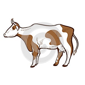 Cow white with brown spots hand drawn icon. Cattle. Domestic animal. Dairy farm. Livestock.