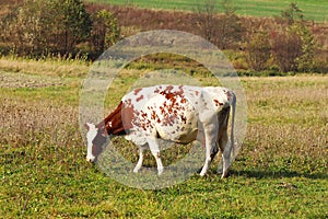The cow of white-red suit is grazing alone on a green meadow. Juicy grass in the pasture. Growing dairy cattle. Fresh and healthy