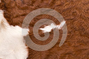 cow with white on reddish brown hide