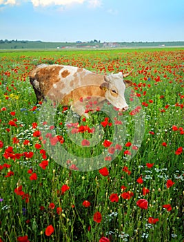 Cow in wildflowers field