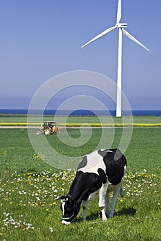 Cow and wind turbine