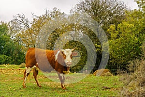 Cow, on a winter day. Adir mountain, Upper Galilee photo