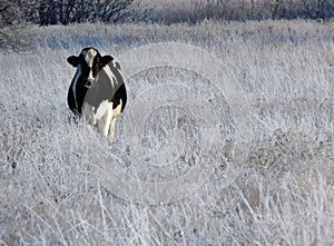 Cow in Winter Field