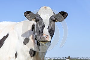 Cow, young adult, black and white, gentle look, pink nose, in front of a blue sky