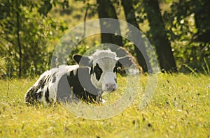 Cow youngster