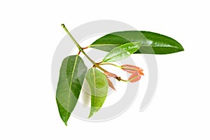 Cowa (Garcinia cowa Roxb.), Chamuang (Thai name) from the leaves of the name Chamuangone