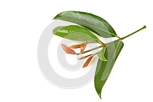 Cowa (Garcinia cowa Roxb.), Chamuang (Thai name) from the leaves of the name Chamuangone