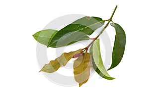 Cowa (Garcinia cowa Roxb.), Chamuang (Thai name) from the leaves of the name Chamuangone