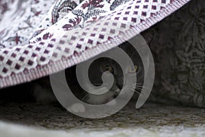 Coward cat hidden in secret space