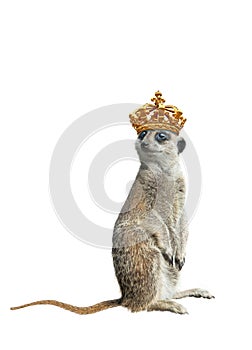 Cowardly meerkat standing royal crown isolated on a white
