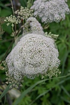 Cowbane Cicuta virosa, umbels of white flowers