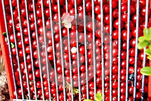 Die cranberries 
