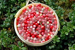 Cowberries