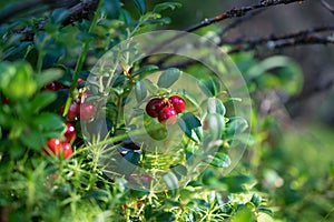 Cowberries in the Altai forest