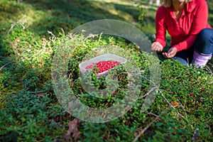 Cowberries in forest