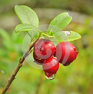 Cowberry.