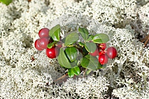 Cowberry