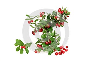 Cowberry
